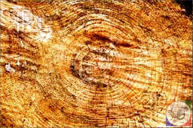 wood pine - چوب کاج ، دکوراسیون چوبی