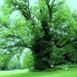 راسته گیاهان و درختان نعناسان مانند چوب اشراسته گیاهان و درختان نعناسان مانند چوب اش