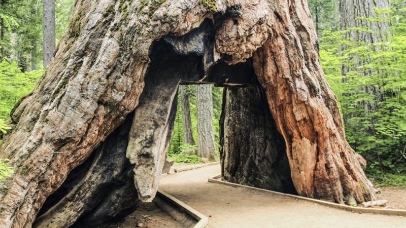 Redwood Acacia چوب ردوود اکاسیا 