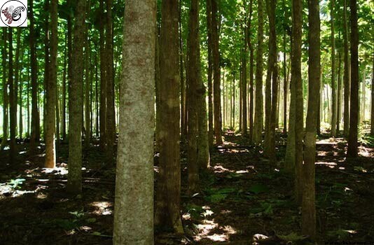 چوب درخت ساج اندونزی 