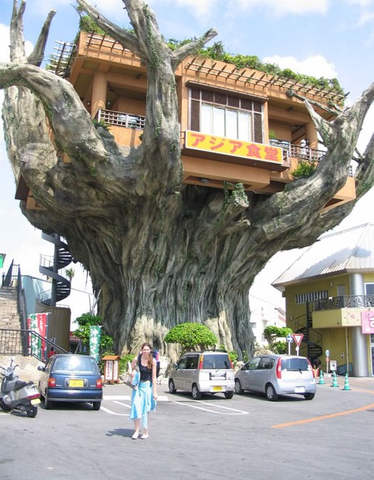خانه چوبی عظیم در ژاپن ( تصاویر جالب ) کلبه چوبی روی درخت