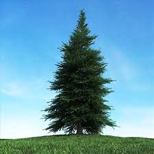 عکس درخت کاج Pinus