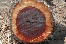 چوب آهنی , leadwood درخت اهن سیاه و سفید Krugiodendron ferreum
