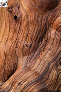 مشخصات انواع چوب زیبا, قیمت انواع چوب , ایده عکس انواع چوب , شناخت انواع چوب شگفت انگیز , چوب راش, چوب روسی
