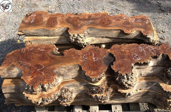 سازه های دکوراتیو چوبی سخته شده از چوب , الهام از جنگل
