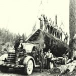 تاریخچه صنعت چوب