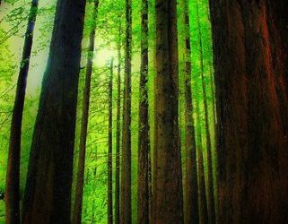 آمار درباره جنگل و چوب ایران