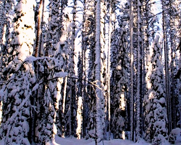 جنگل چوب