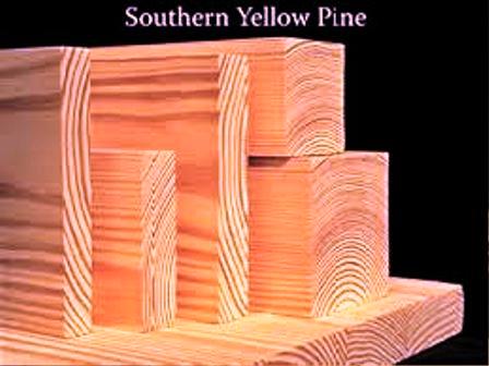 Southern Pine انواع چوب چوب کاج درختان سوزنی برگ