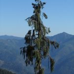 آبجو صنوبر Picea breweriana درخت در خط الراس بالا خرس دریاچه، در رشته کوههای سیسکیو ، شمال غرب کالیفرنیا.