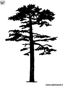 اسکاتلندی کاج - Pinus sylvestris
