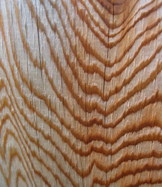انواع چوب محبوب سدر