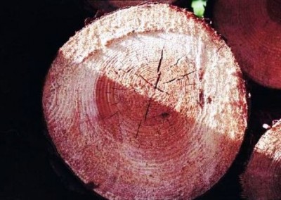 انواع چوب و روکش چوب طبیعی در دکوراسیون چوبی