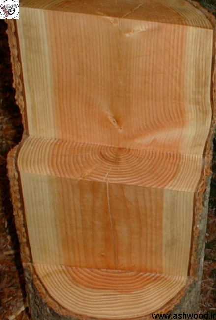 چوب وارداتی کاج روسیه معروف به چوب روسی ( مشخصات کاج ساسنا , یولکا , نراد )