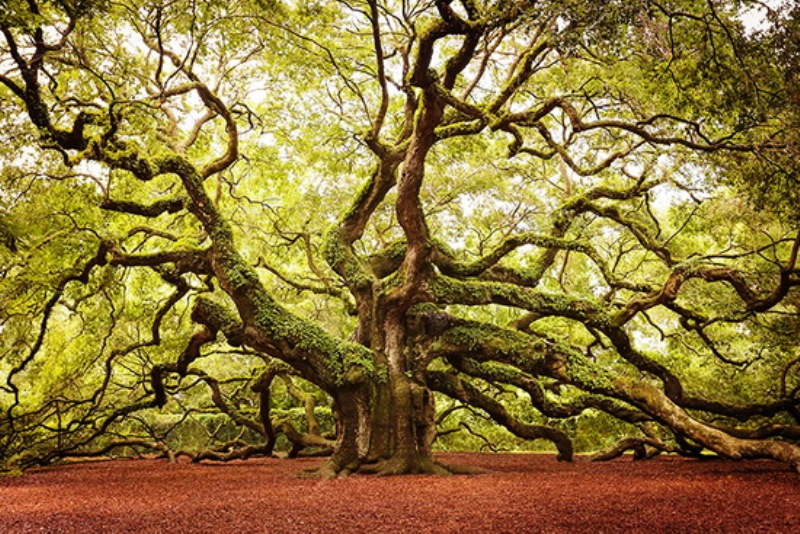 درختان عجیب و شگفت انگیز جهان ، این درخت بلوط به نام فرشته است ، واقع در مکان جزیره‌ جان، کارولینای جنوبی بلوط فرشته که در کارولینای جنوبی قد برافراشته در حدود 20 متر ارتفاع و 1,400 تا 1,500 سال قدمت دارد.