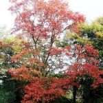 بلوط قرمز شمالی نام علمی: Quercus rubra