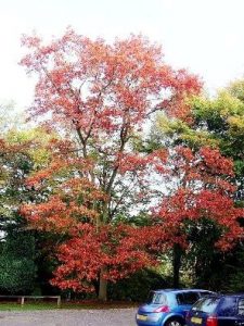 بلوط قرمز شمالی نام علمی: Quercus rubra