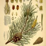 تصویر گیاه شناسی از کتاب کوهلر