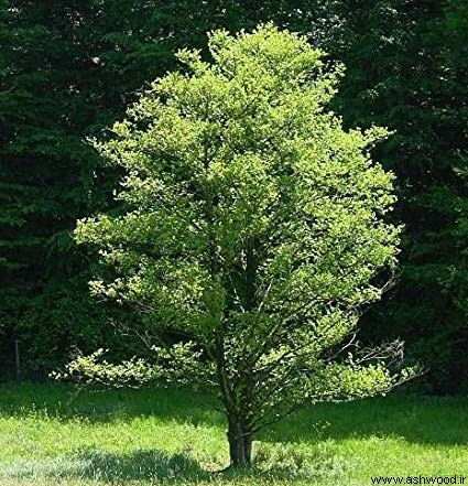 درخت توسکا , چوب توسکا