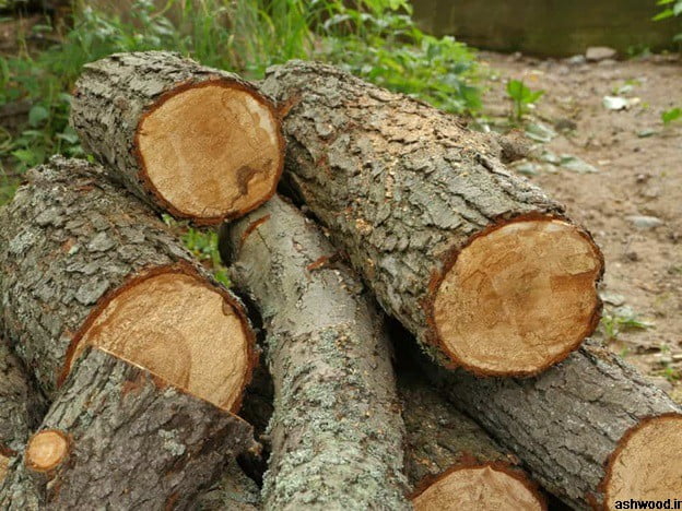 چوب درخت توسکا 