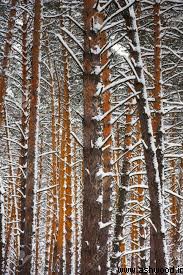 جنگل های چوب کاج در منطقه سیبری 