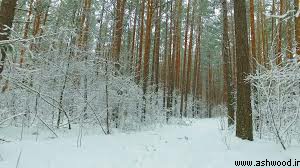 جنگل های چوب کاج در منطقه سیبری 