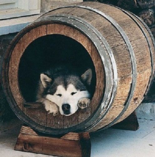 خانه سگ ساخته شده از بشکه چوبی 