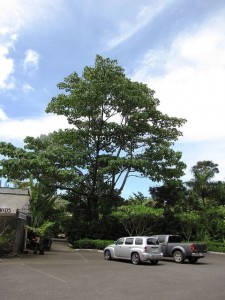 درخت بزرگ بالسا در باغ گیاه شناسی هاوایی