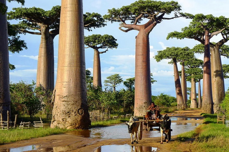 درختان عجیب و شگفت انگیز جهان