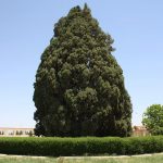 نماد درخت سرو در فرهنگ ایرانی