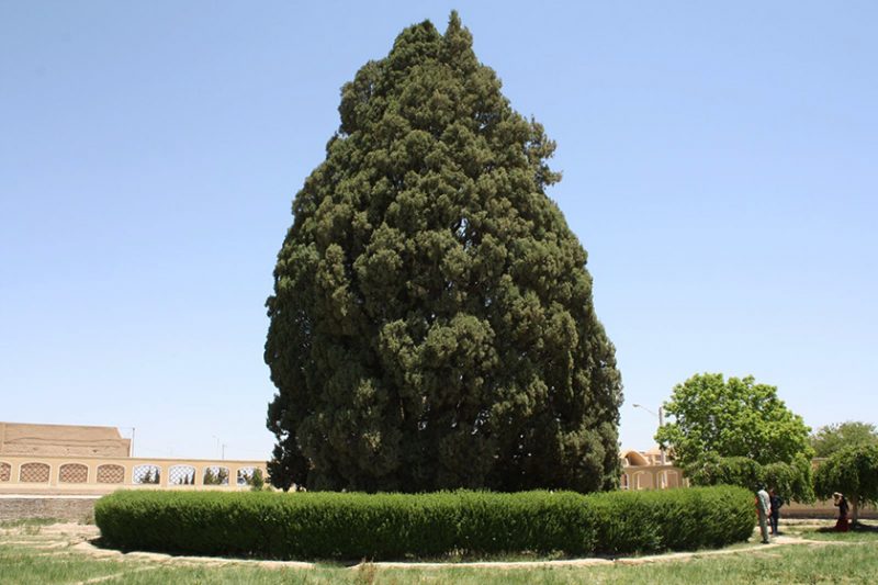 نماد درخت سرو در فرهنگ ایرانی
