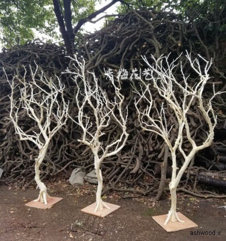 شاخه درخت در دکوراسیون