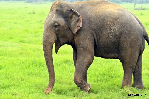 ارتباط فیل ها با هم
