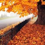 عکس های پاییز ، عکس های پاییزی زیبا ، مناسبتهای فصل پاییز ، عکس های پاییزی عاشقانه
