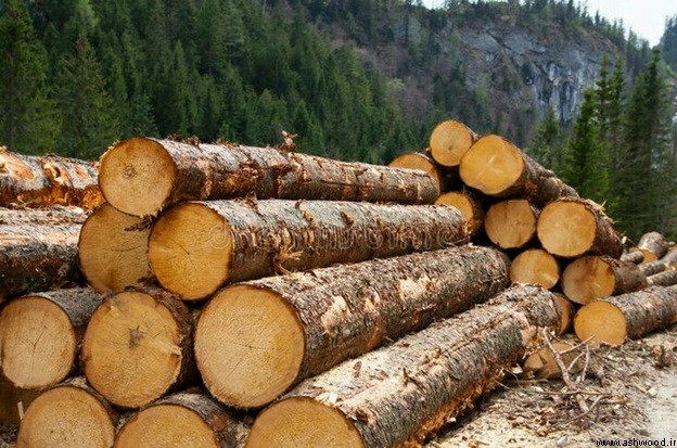 قیمت چوب در بازار چوب ایران , قیمت چوب تهران