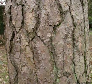 پوست در یک درخت بالغ.