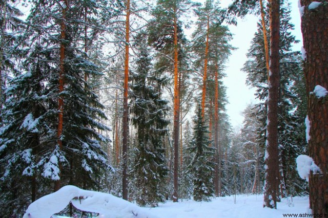چوب و جنگل در کشور روسیه