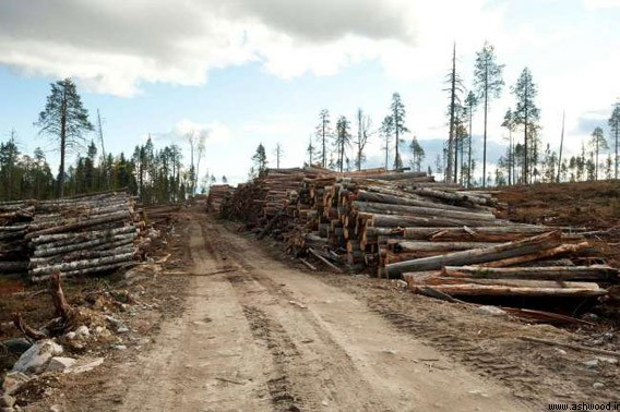 چوب و جنگل در کشور روسیه