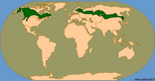 چوب و جنگل در کشور روسیه