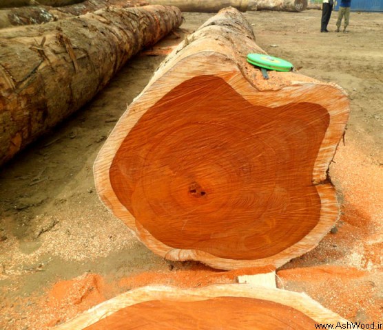 چوب درخت ساج