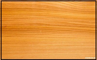 چوب سدر چیست و نکاتی درباره رنگ کاری چوب
