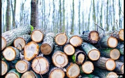 تفاوت اصلی بین چوب نرم و چوب سخت