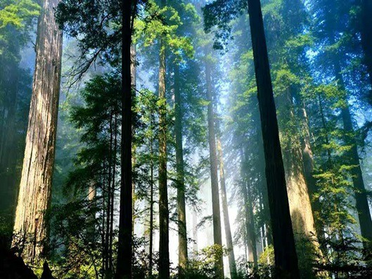 چوب و درخت کاج در جنگل