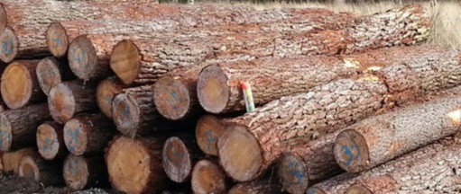 همه چیز درباره چوب کاج , تحقیق در مورد چوب , انواع چوب و کاربرد آنها