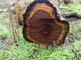 چوب درخت گردو, قیمت چوب درخت گردو انواع چوب گردو تشخیص چوب گردو
