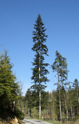 درخت کاج نقره ای