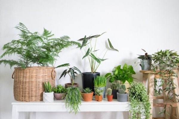 گیاهان برای طراحی خانه ای شاد