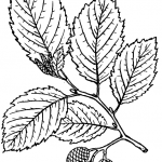 یک طراحی از برگ‌های توسکا به همراه میوه آن
