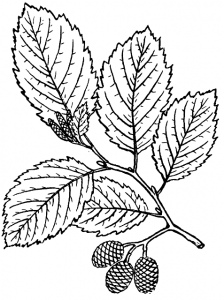 یک طراحی از برگ‌های توسکا به همراه میوه آن