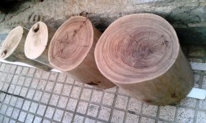 چوب و کنده درخت چنار در دکوراسیون داخلی 